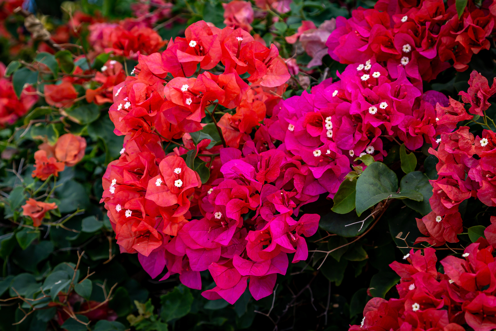 Depositphotos_443394426_L