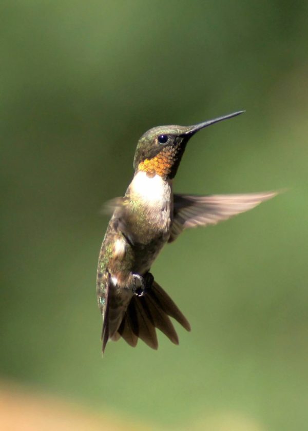 Hummers Are Here! – Plants for All Seasons | Since 1973