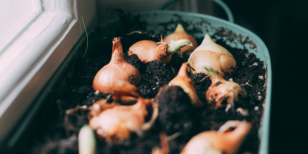 Onions planted in dirt