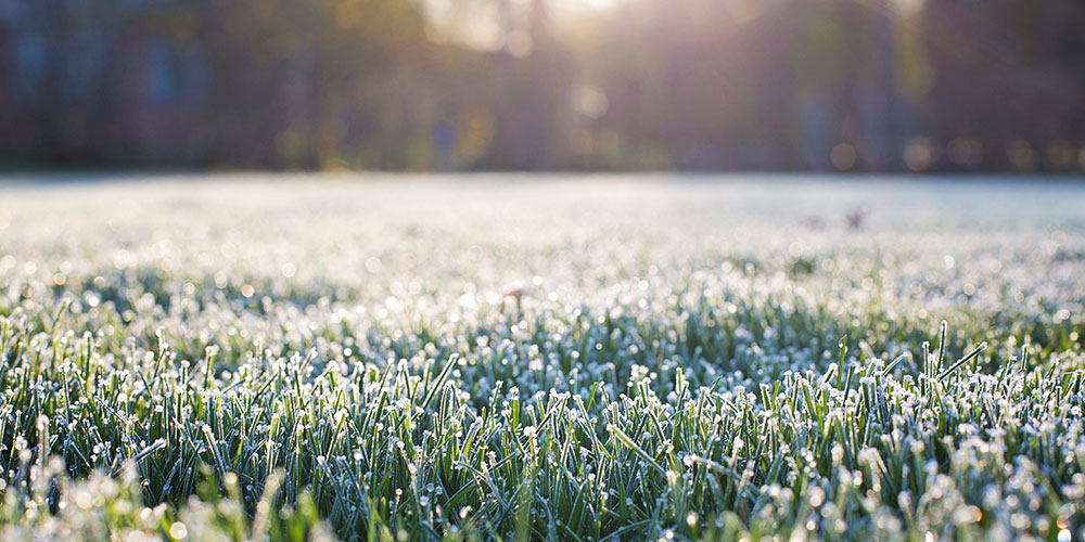 Frost on the lawn