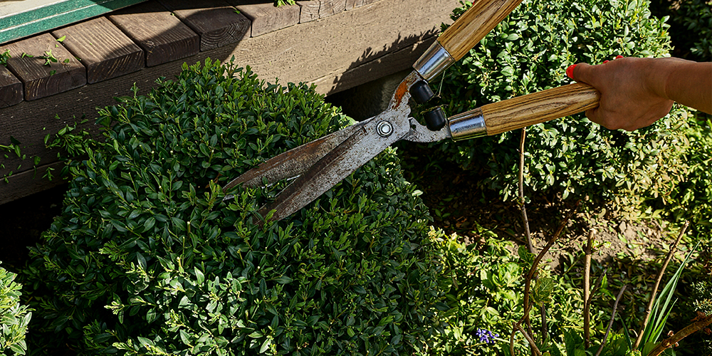 garden shears trimming shrubs