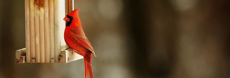 Cardinal on a Birdhouse