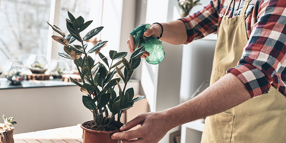 watering a zz plant