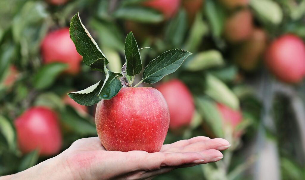 Container Gardening With Fruit Trees - University of Houston