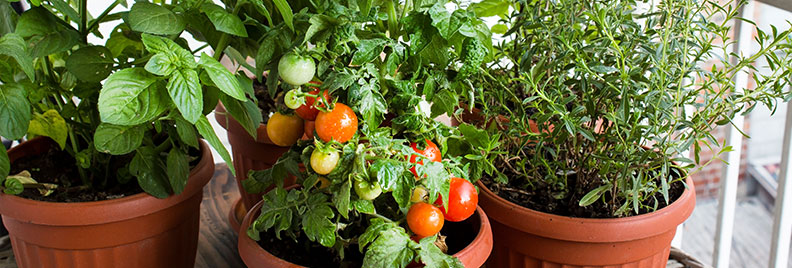 cherry tomato garden