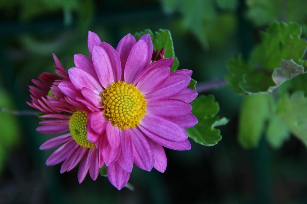 chrysanthemum fall perennial
