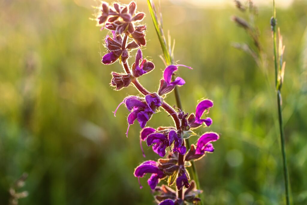 salvia summer perennial