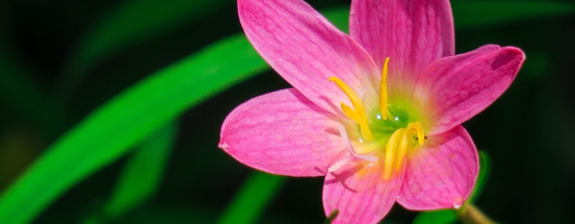 rain lily summer perennial
