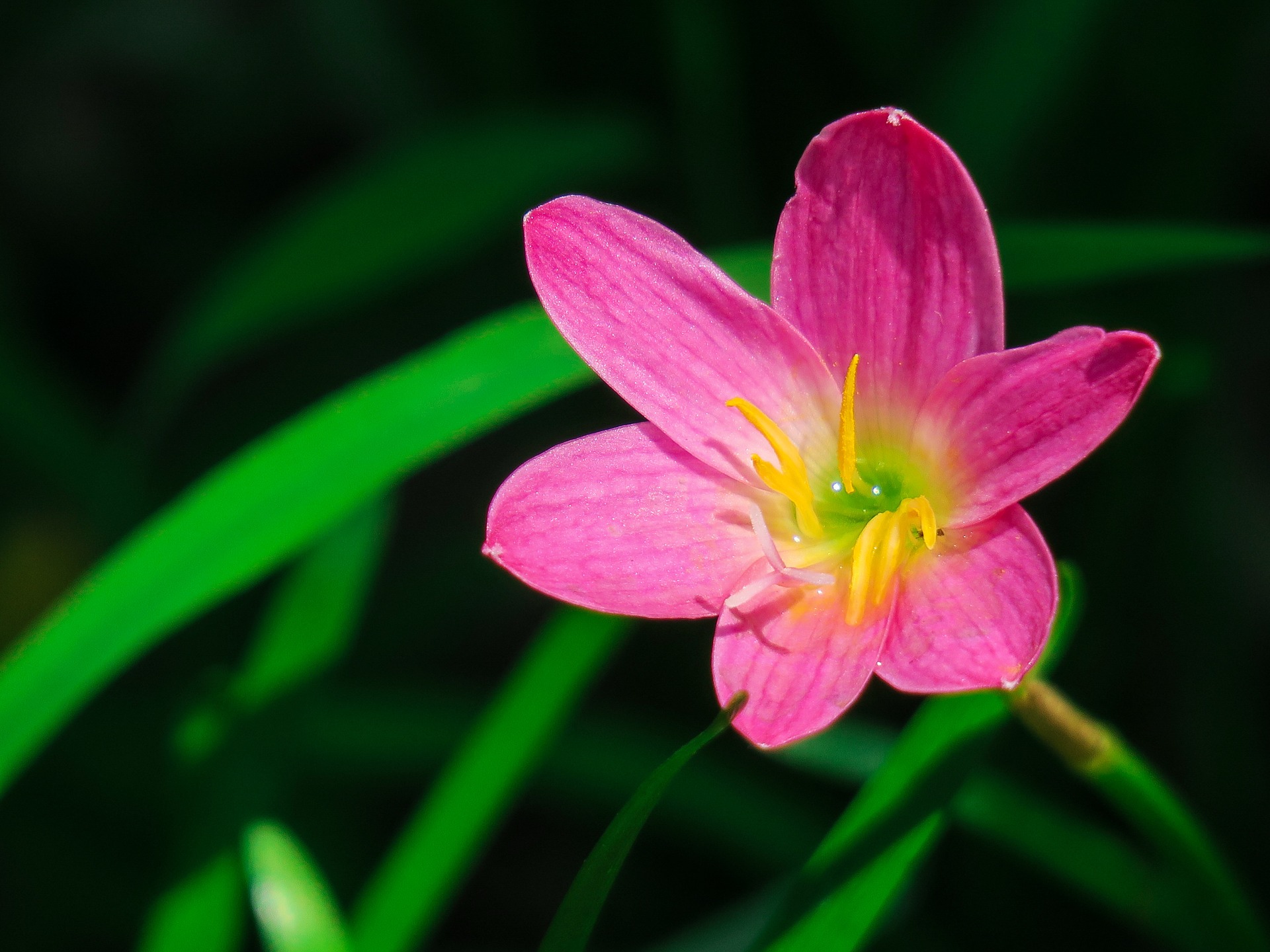 rain lily summer perennial