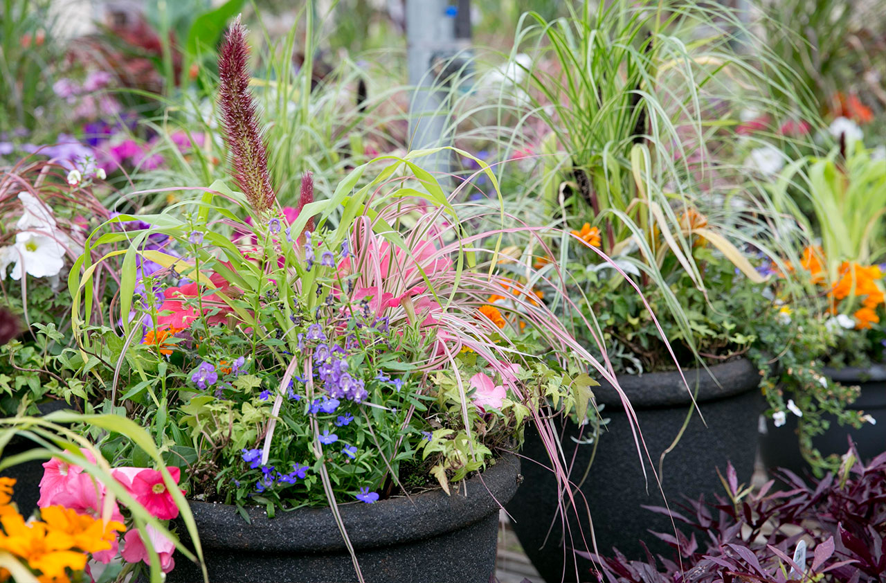 Container Gardening 101 Basic Elements Plants for All