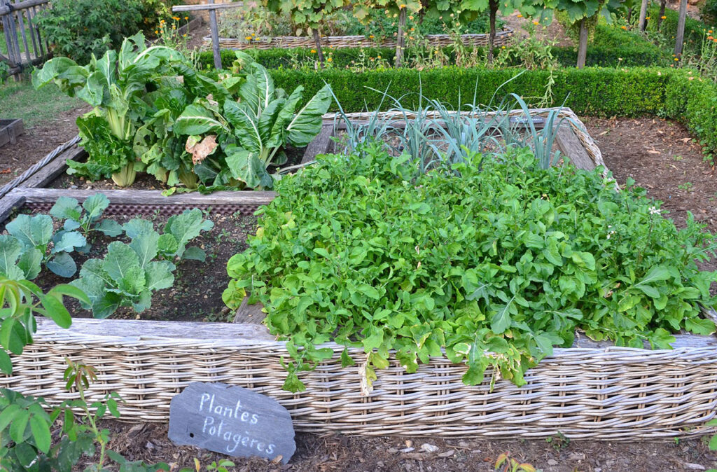 raised bed vegetable garden