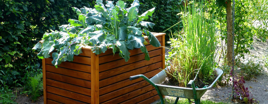 raised bed wooden garden