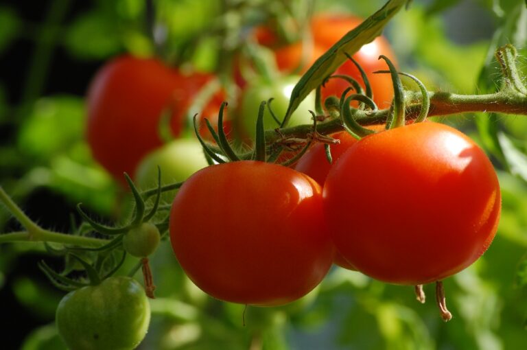 How to Grow Great Tomatoes Plants for All Seasons