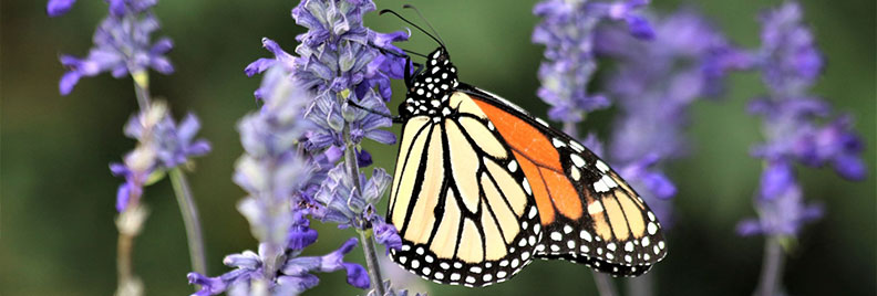 monarch butterfly on blue salvia