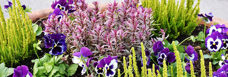 container gardening exposure feature