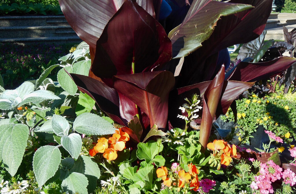 container gardening tropicals moisture