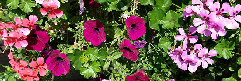 container compatibility feature petunia and geranium
