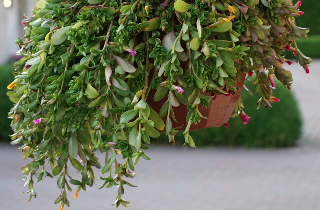 trailing hanging container vine compatibility