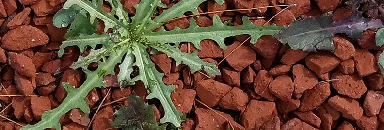 weeds