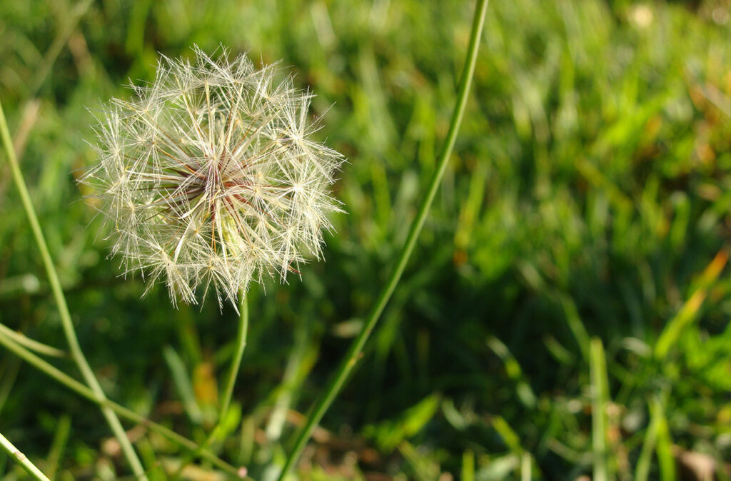 dandelion weeds