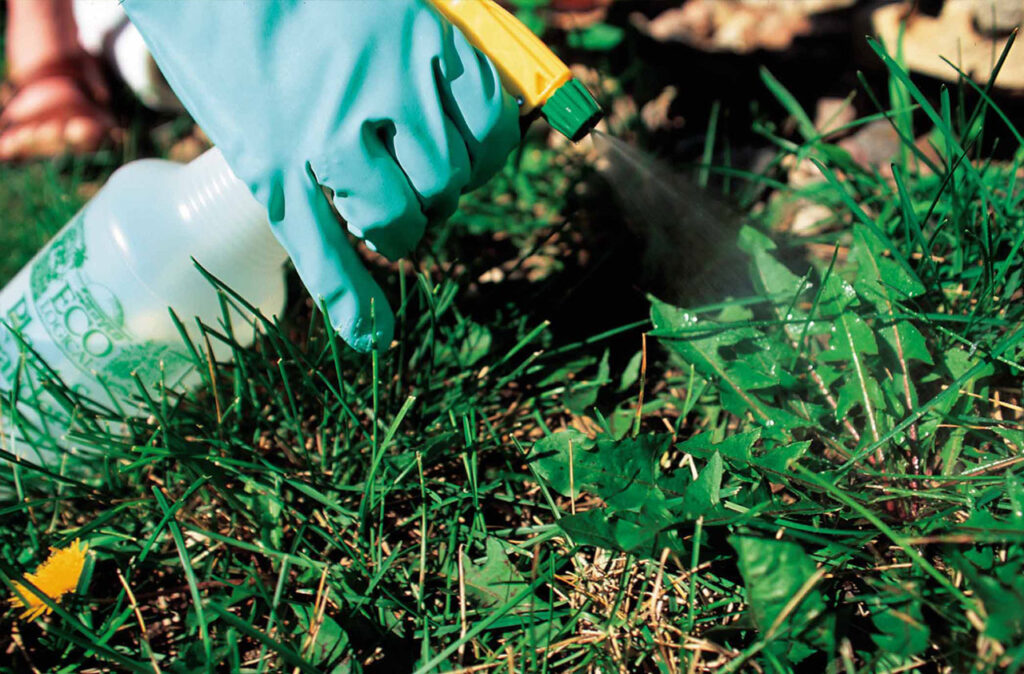 getting rid of weeds