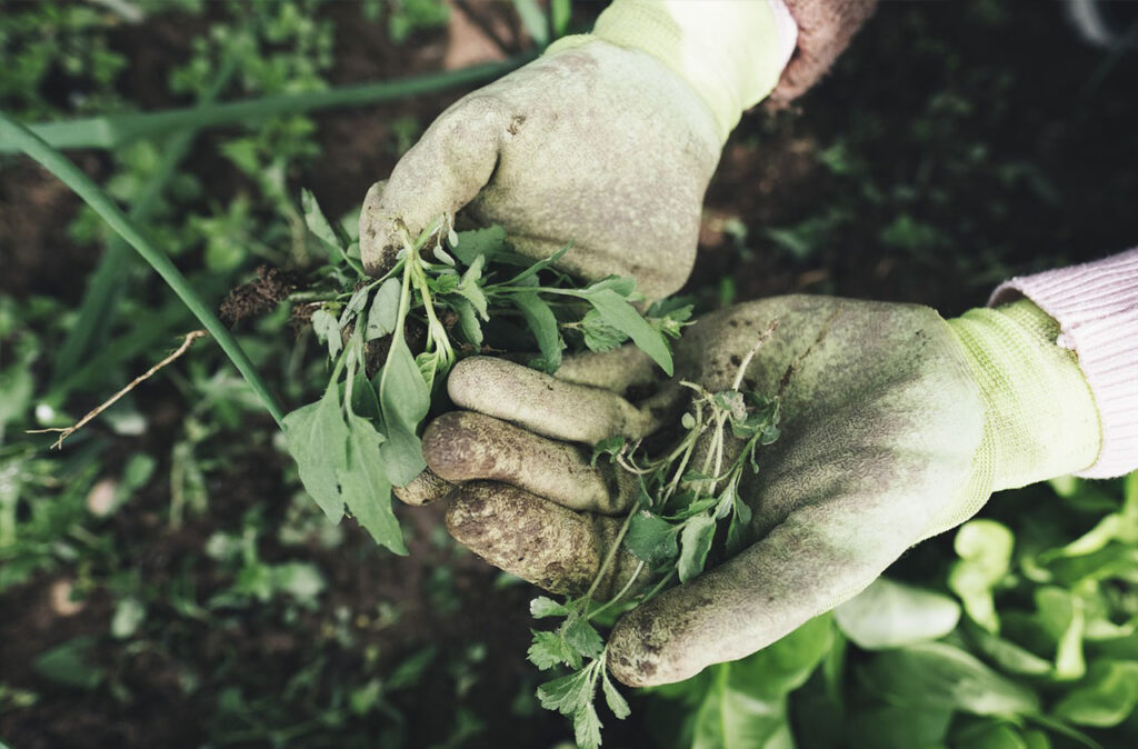 pulling weeds