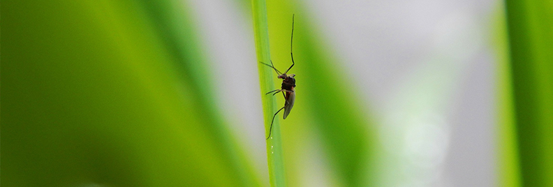 The 4 Best Garden Plants That Repel Mosquitoes  Plants For All Seasons
