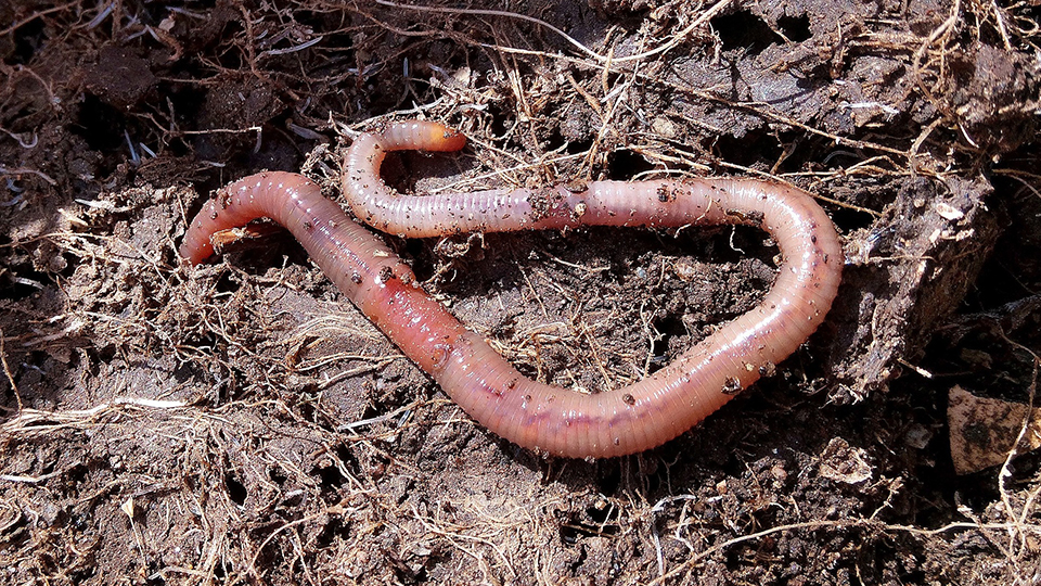 Organic Compost for Beginners in Houston Texas