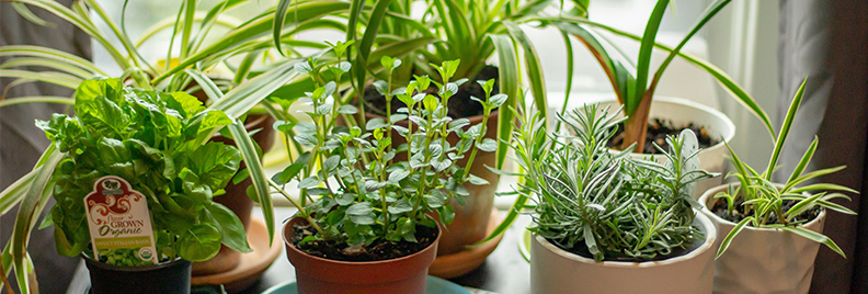Herb Gardening Basics Plants For All, Indoor Herb Garden Basics