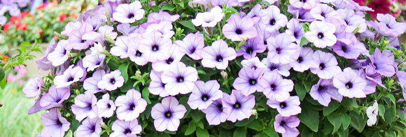 hanging basket summer care