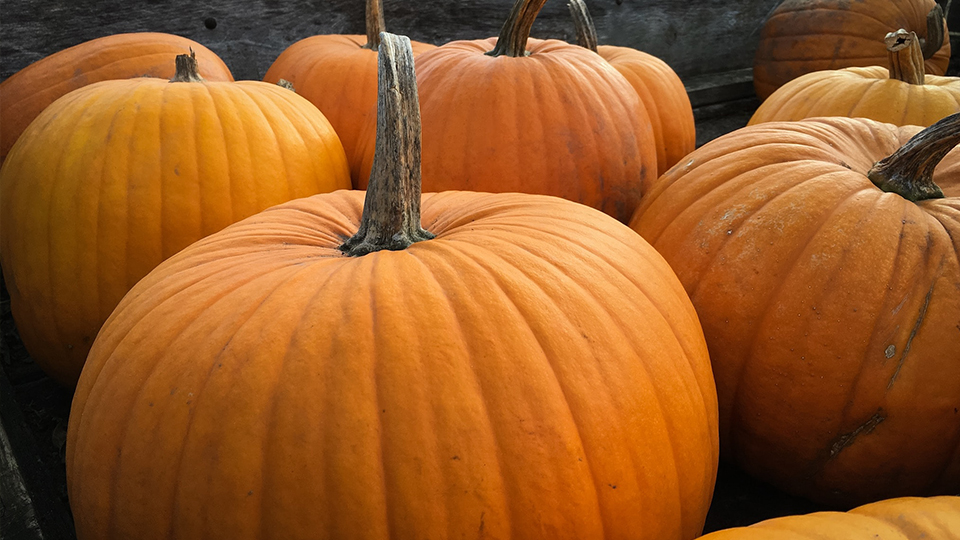 When to Plant Pumpkins in Texas