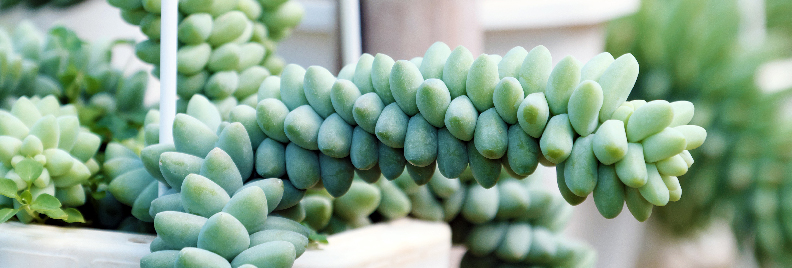 Unique Houseplants for all Seasons Houston Texas
