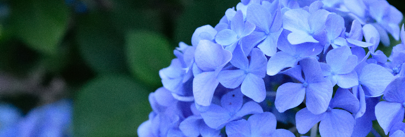hydrangeas plants for all seasons texas