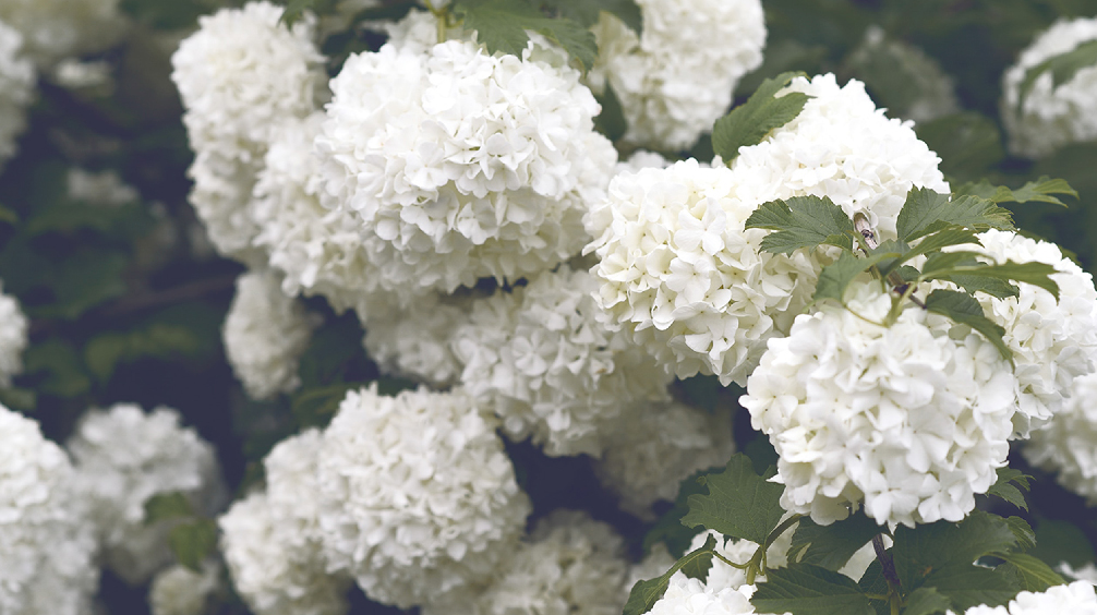 Growing Hydrangeas In Texas Plants For All Seasons Since 1973