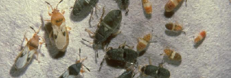 Kicking Chinch Bugs to the Curb
