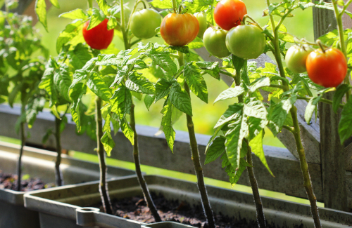 Everything You Need To Start Planting Fall Tomatoes – Plants for All ...