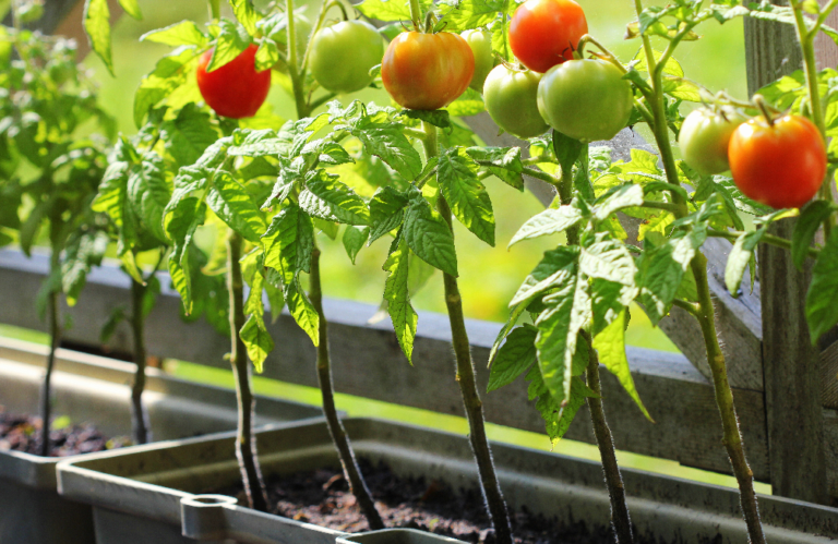 Everything You Need To Start Planting Fall Tomatoes – Plants for All