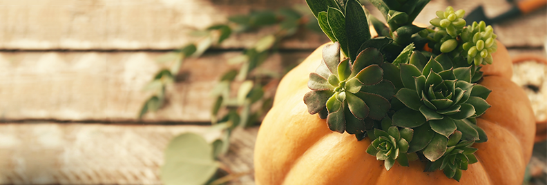 how-to-make-a-succulent-pumpkin-planter-feature