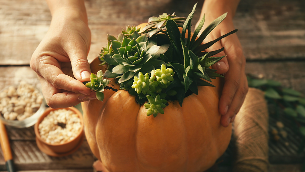 how-to-make-a-succulent-pumpkin-planter-assemble
