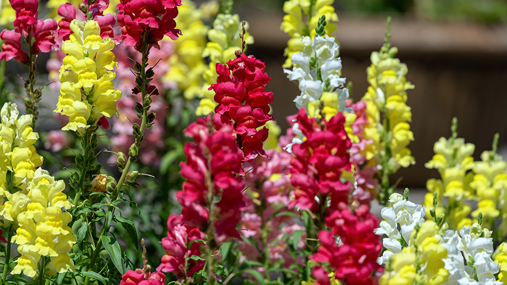 the-best-fall-garden-plants-for-southern-texas-Snapdragons