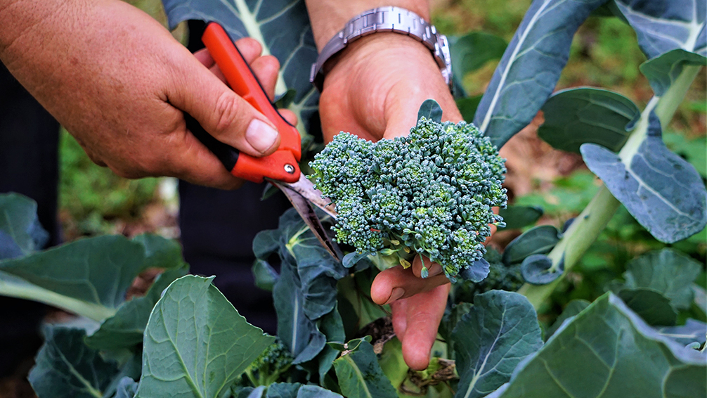the-best-fall-garden-plants-for-southern-texas-broccoli