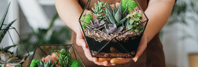 10-green-thumb-gifts-for-gardeners-succulent-gift-header
