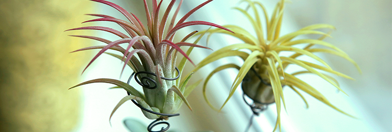 how-to-decorate-with-air-plants-feature