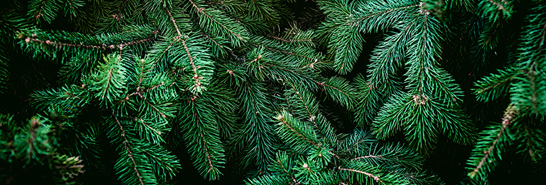 the-best-christmas-trees-in-houston-feature