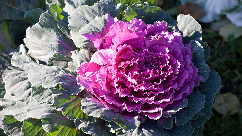 the-most-beautiful-winter-plants-of-houston-ornamental-cabbage-purple