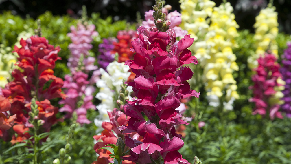 the-most-beautiful-winter-plants-of-houston-snapdragons