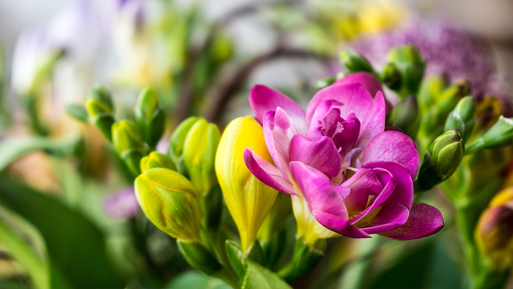 8 Bulbs To Plant Now For Spring Blooming Plants For All Seasons 8 Bulbs To Plant Now For Spring Blooming Plants For All Seasons