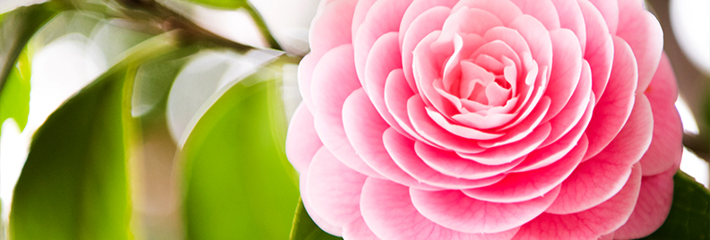 camellias-how-to-grow-these-fabulous-flowers-pink-header