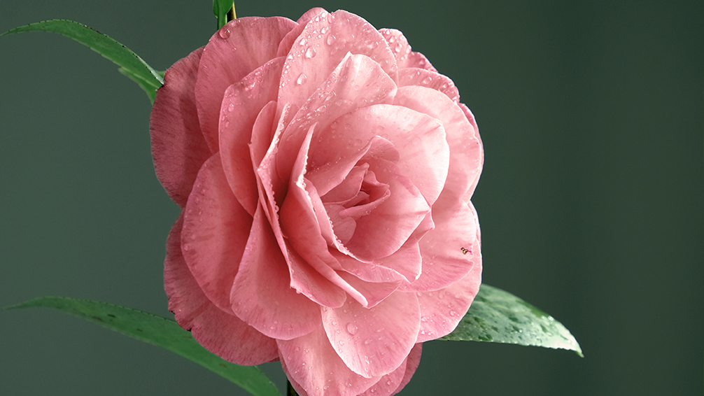 camellias-how-to-grow-these-fabulous-flowers-pink-indoors-water-drops