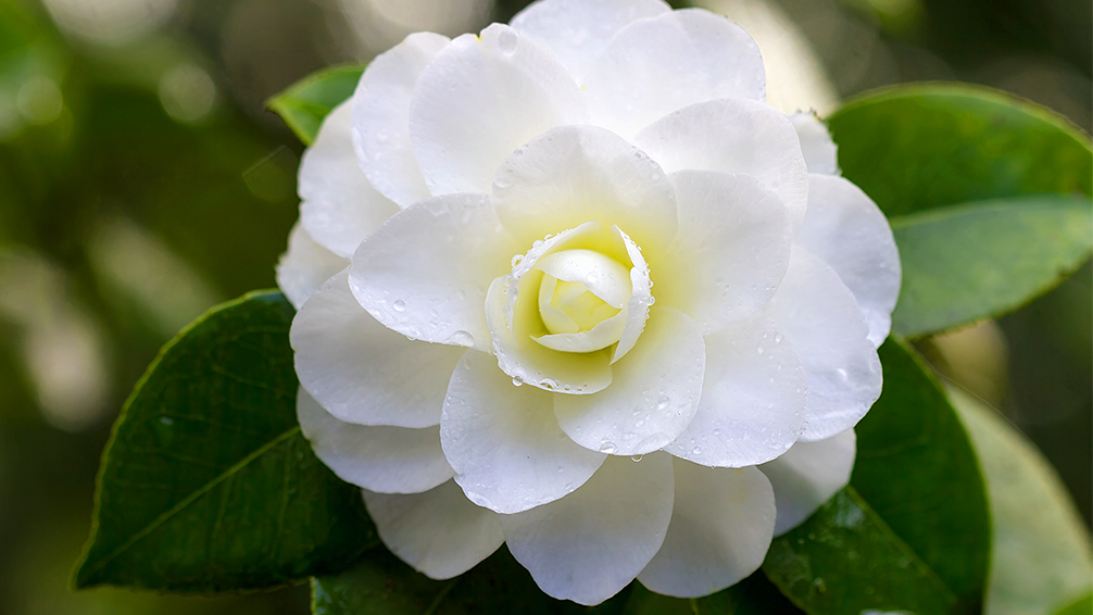 camellias-how-to-grow-these-fabulous-flowers-white-outdoors-macro
